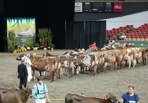 Dairy cattle and handlers in the World Dairy Expo 2025 show ring